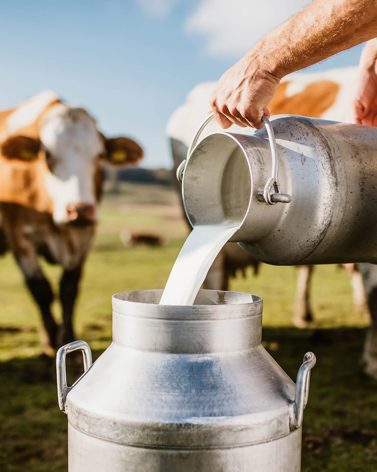 ITALIAN MILK, FRESH PROCESSING, MEDITERRANEAN AROMAS.