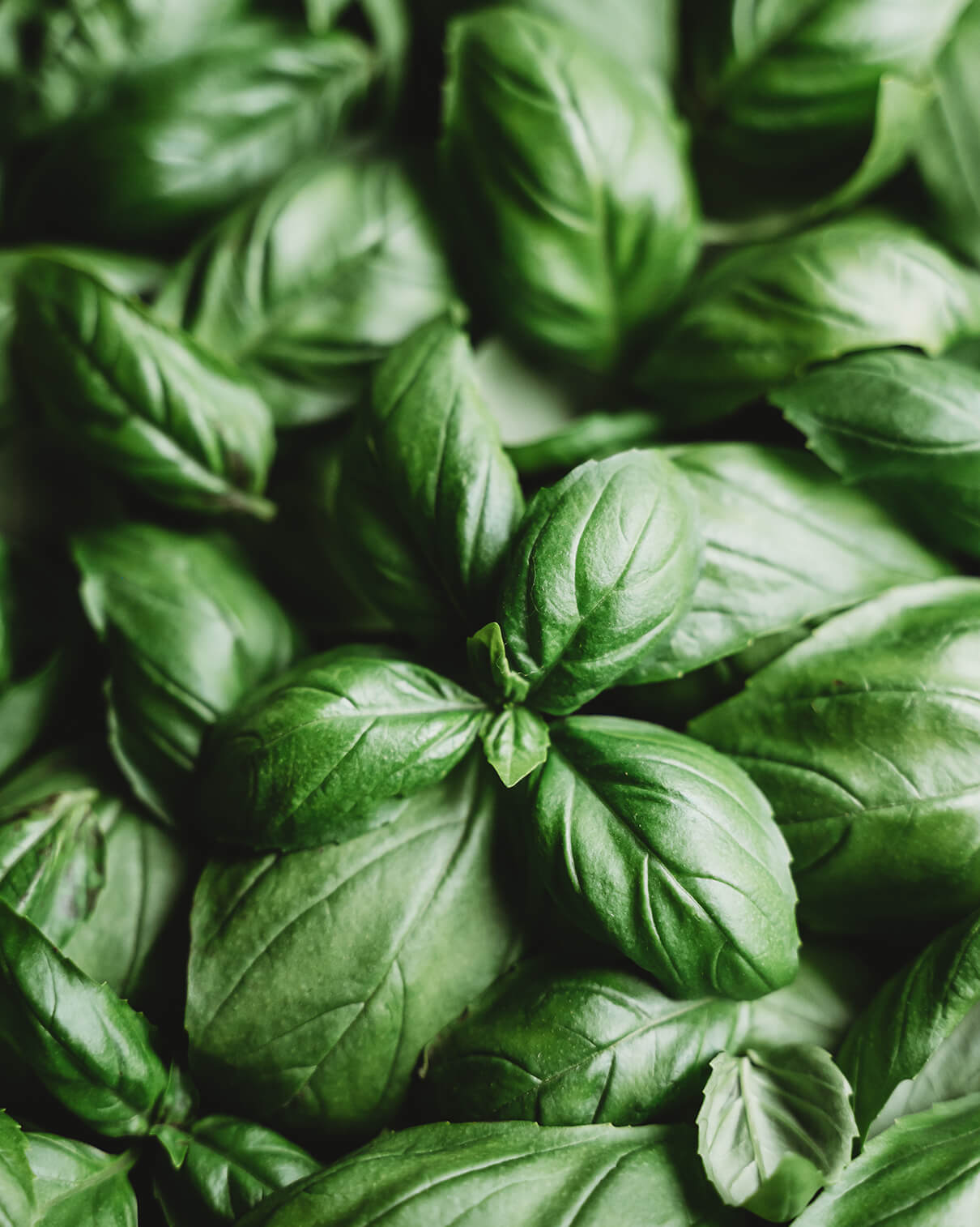 BASIL, VEGETABLES AND CREAMINESS TO DISCOVER.