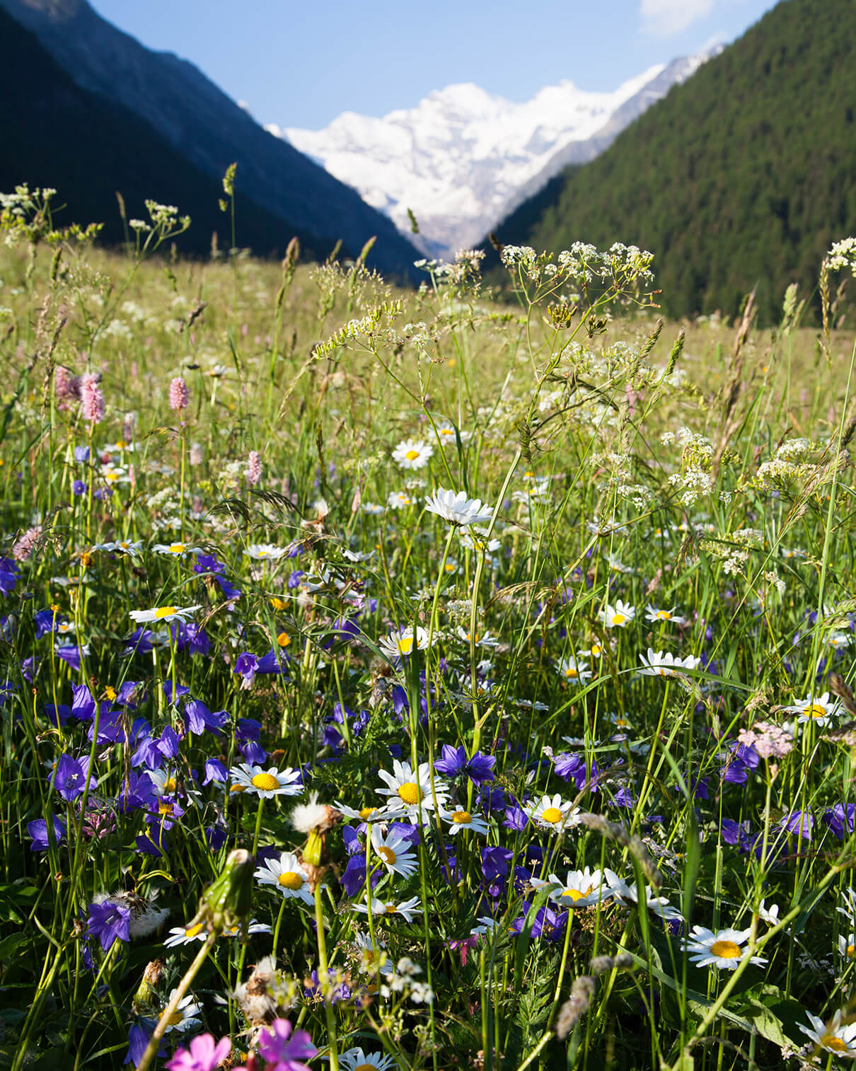 ALPEGGI VALDOSTANI, LATTE E NATURA INCONTAMINATA.