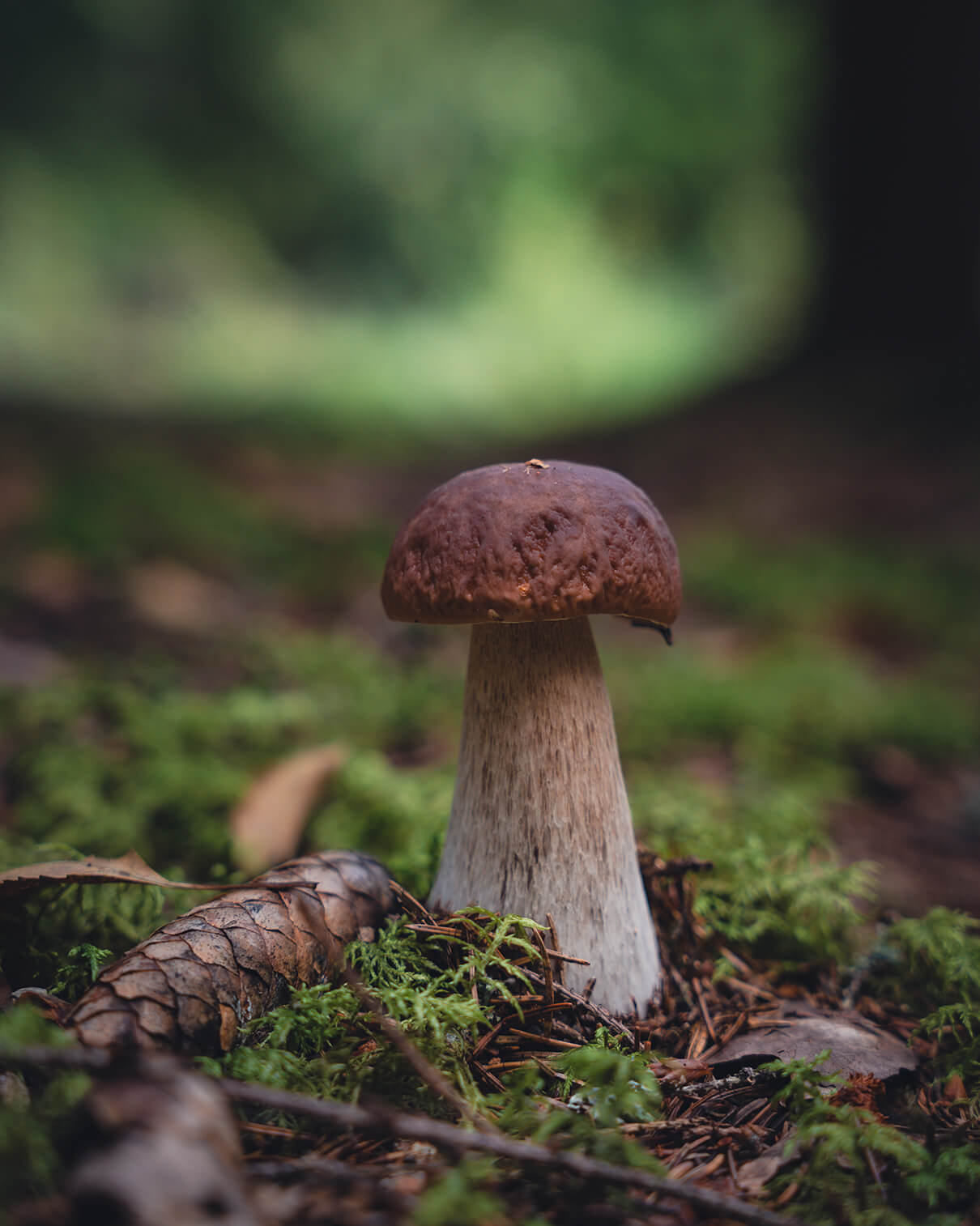 DES FORÊTS DE LA VALTELLINE À LA TABLE GOURMANDE.
