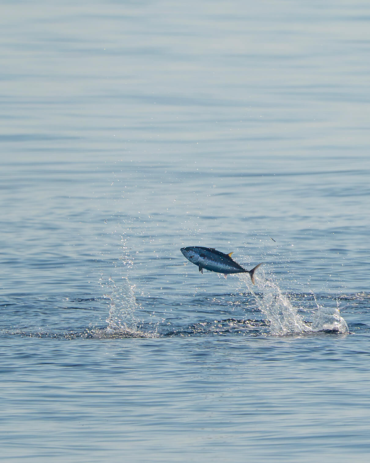 THE MEDITERRANEAN, BETWEEN FISHING, SEASONS AND TRACEABILITY.