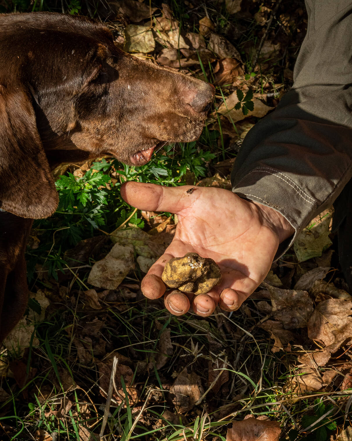 UNE EXCELLENCE ENTRE FORÊTS ET TRADITION.