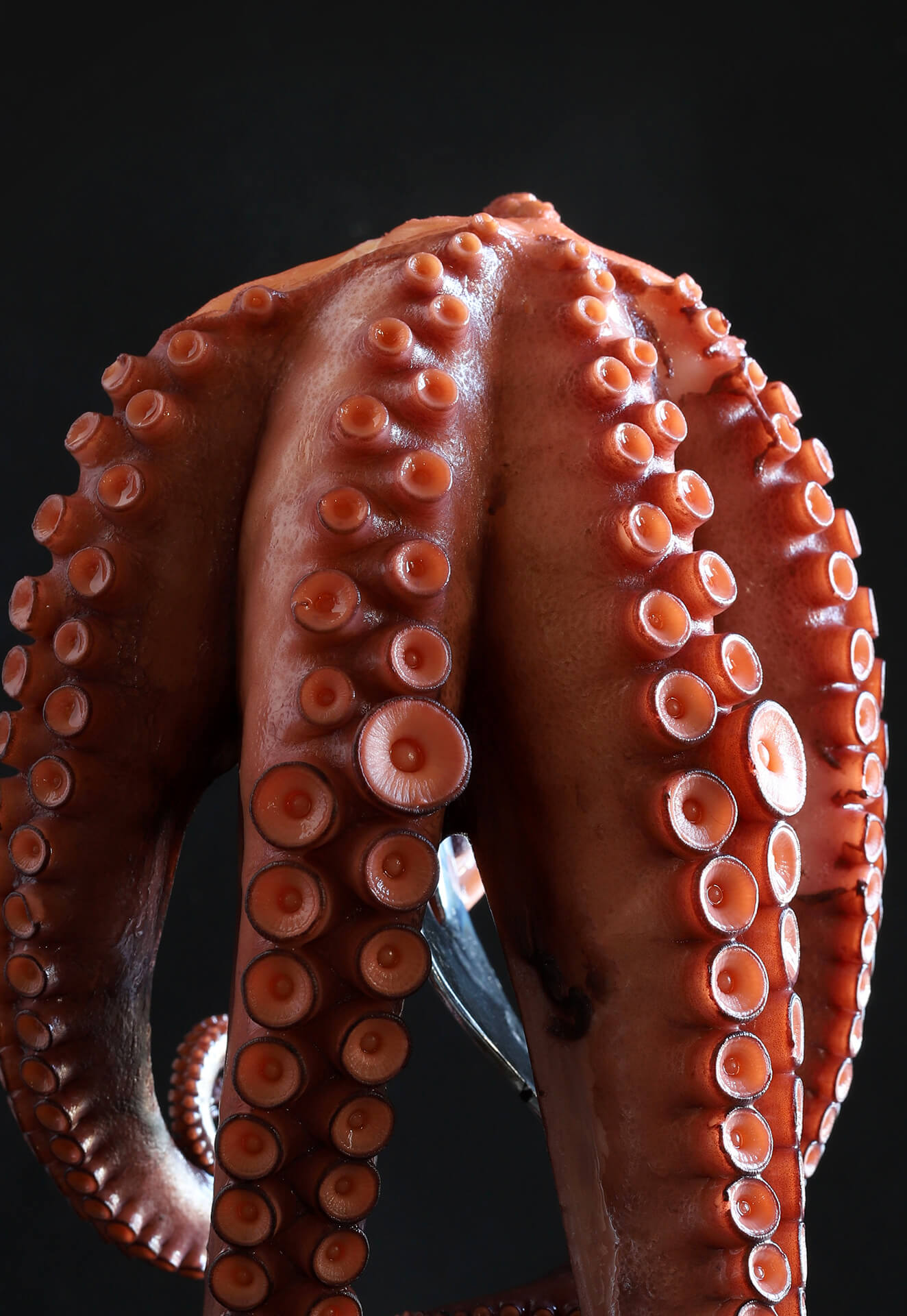 Octopus*